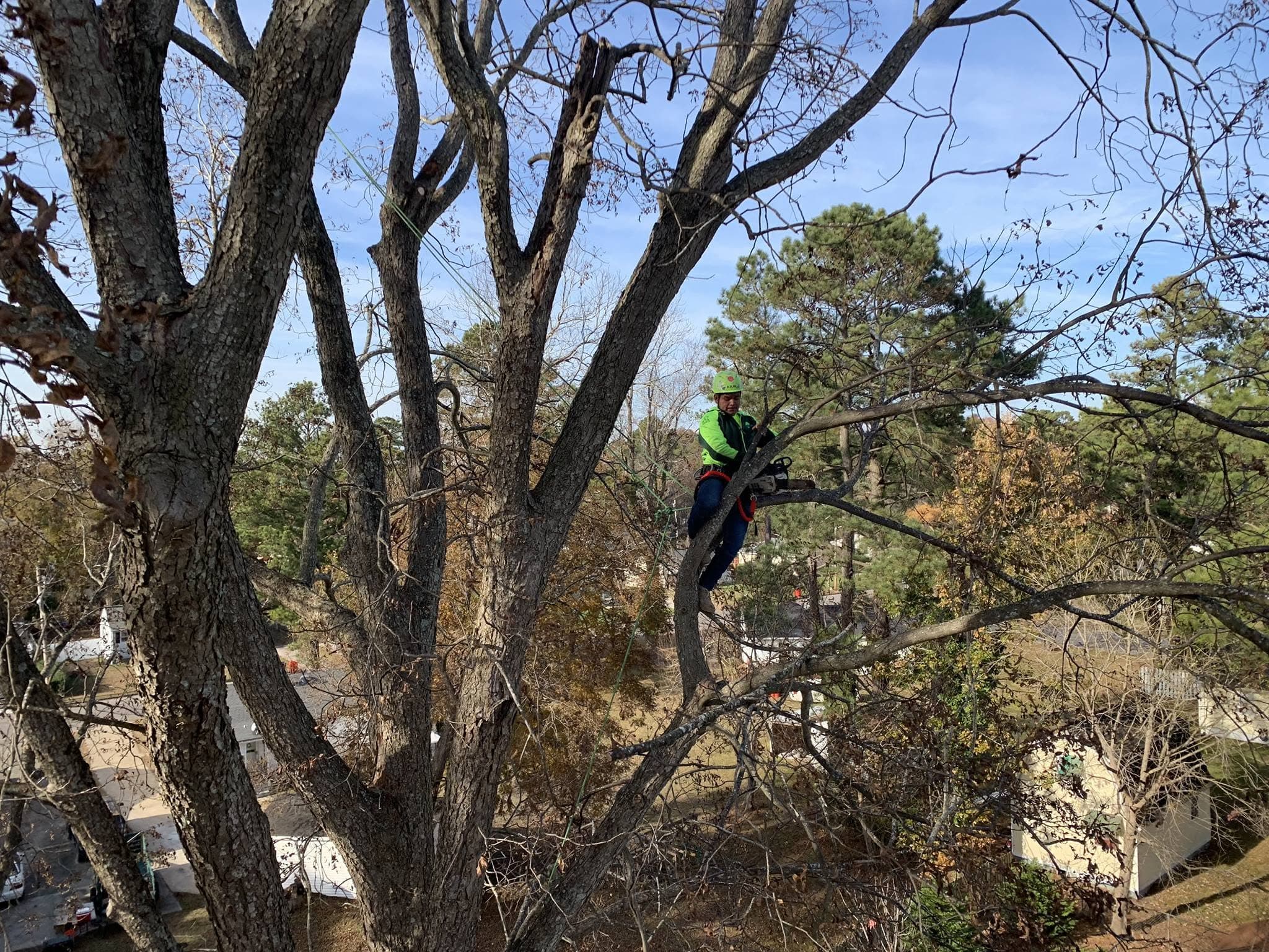 Advanced Tree arborist working within a mature tree canopy
