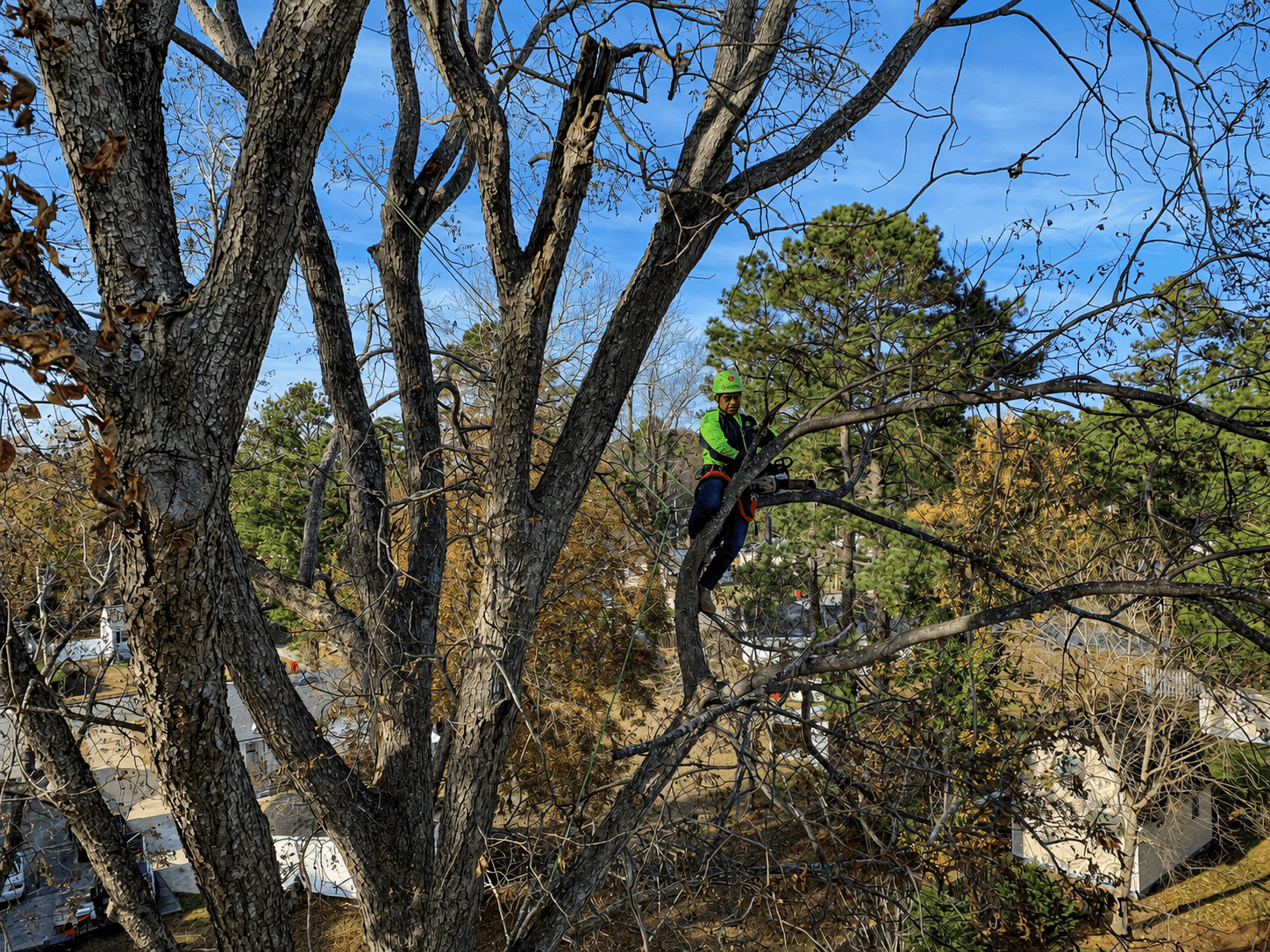 Advanced Tree arborist working high in a mature coastal tree