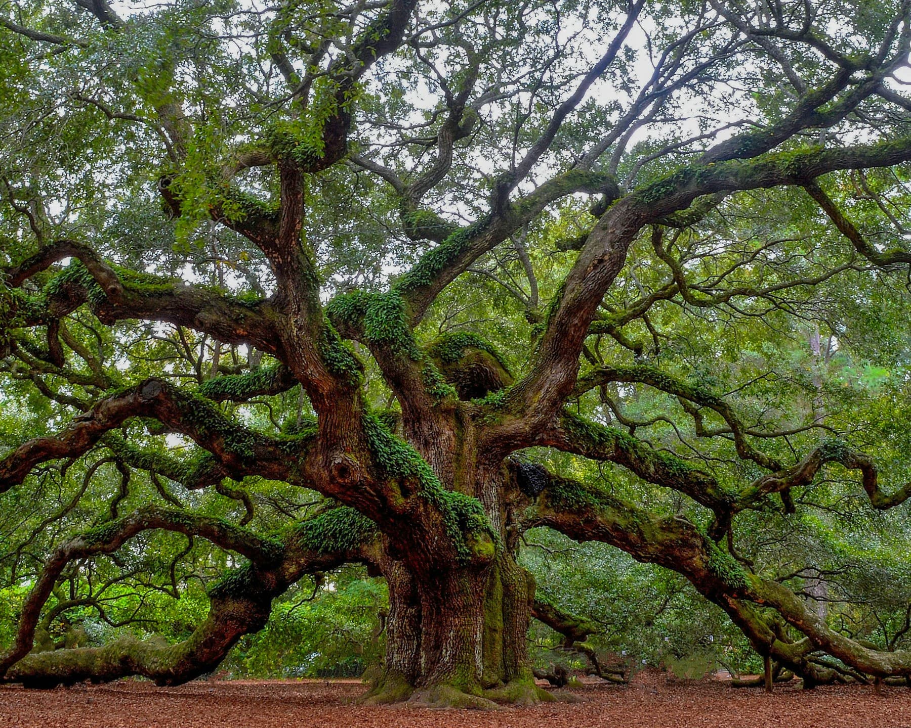 Mature live oak canopy on a coastal property