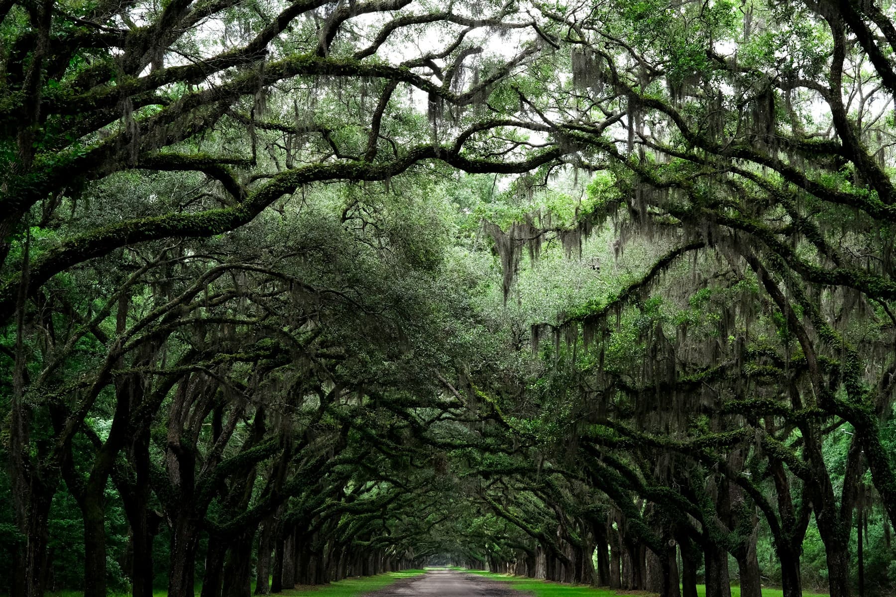 Broad live oak canopy showing the character of mature coastal trees