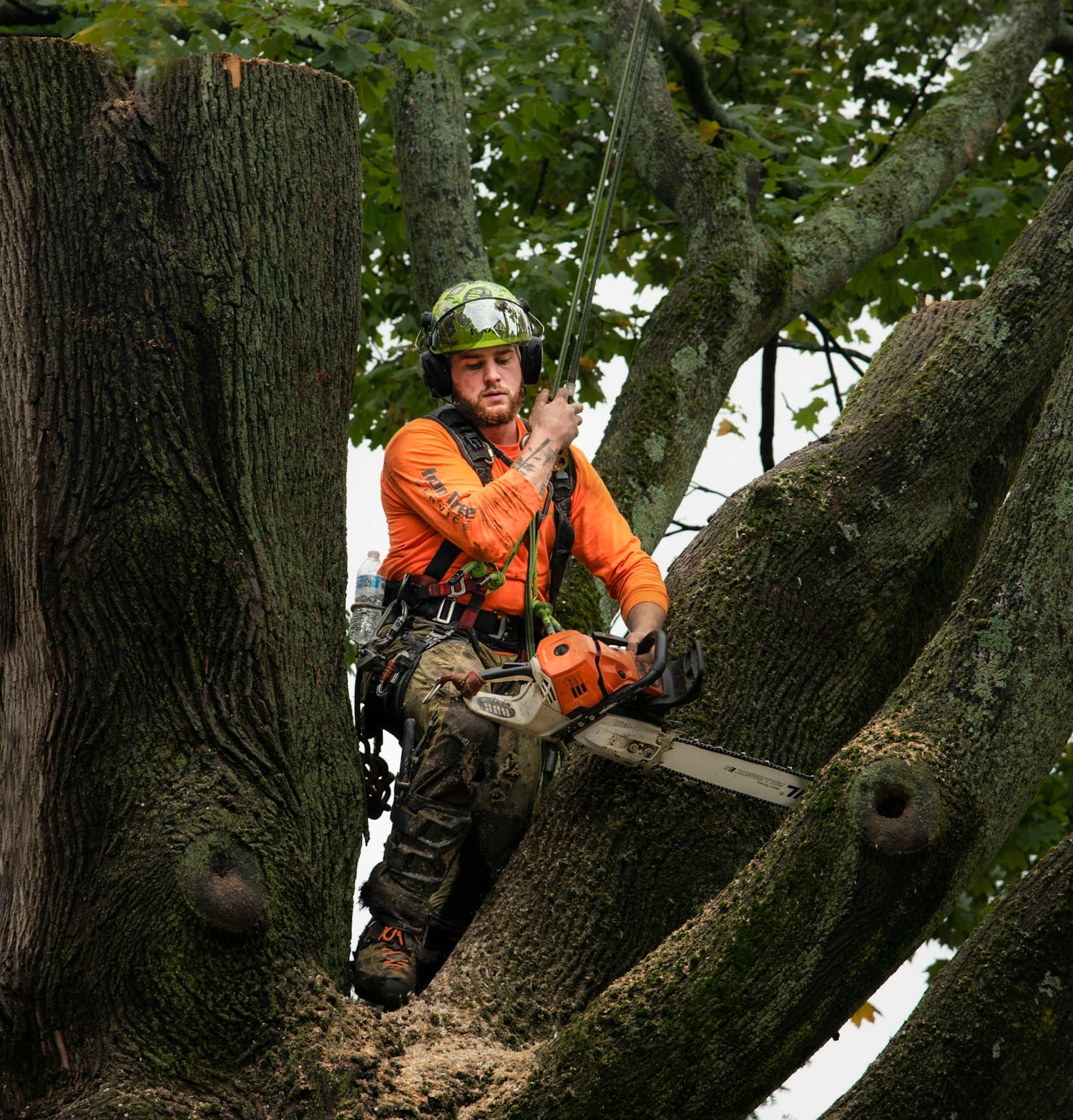 Technical tree removal operation demonstrating controlled decision-making and work planning